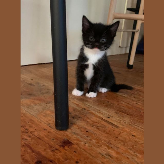 Photo of Maisie