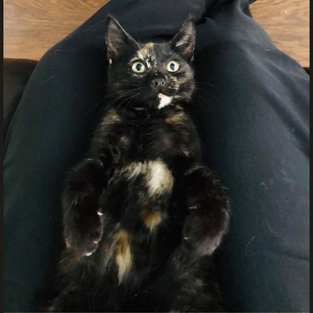 Photo of Fred And Scrappy