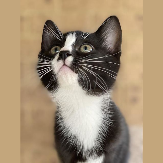 Photo of Adelie Pengy