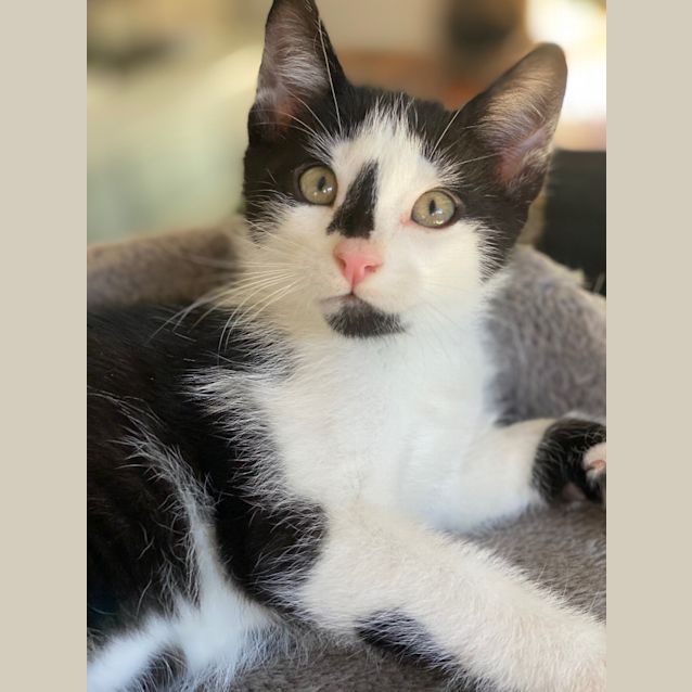 Photo of Chinstrap & Humboldt Pengy: Explorer Buddies!