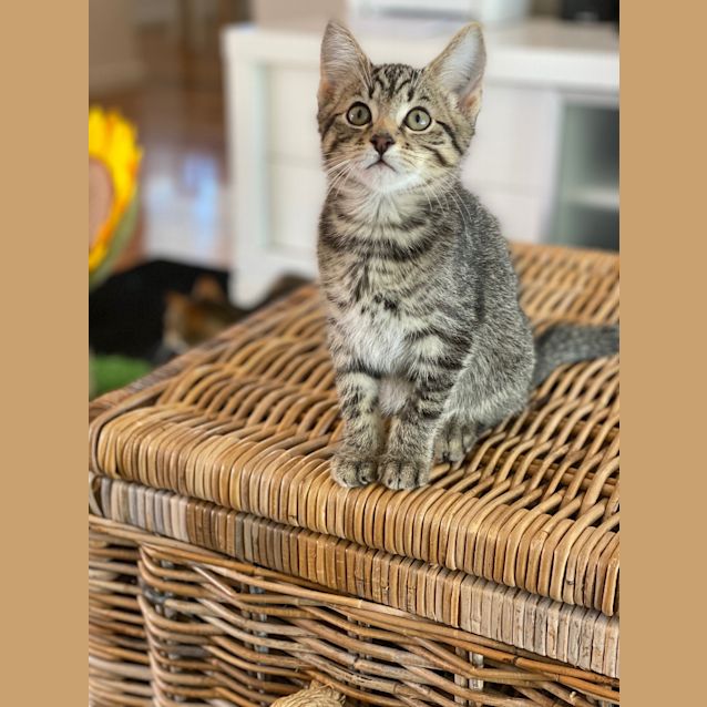 Photo of Humboldt Pengy