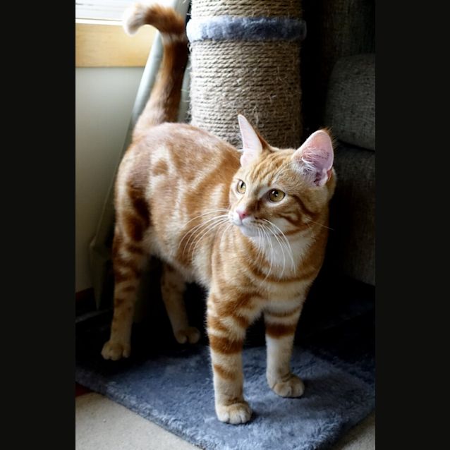 Photo of Aslan