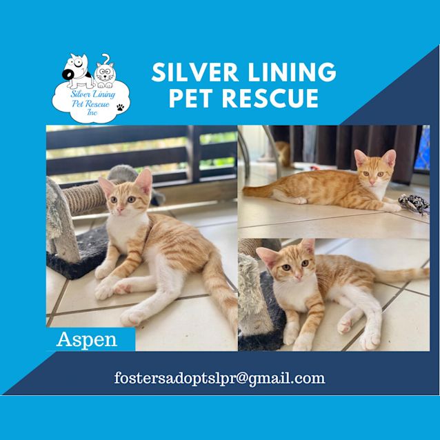 Photo of Aspen