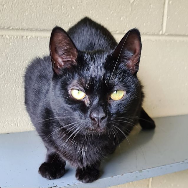 Photo of Luna