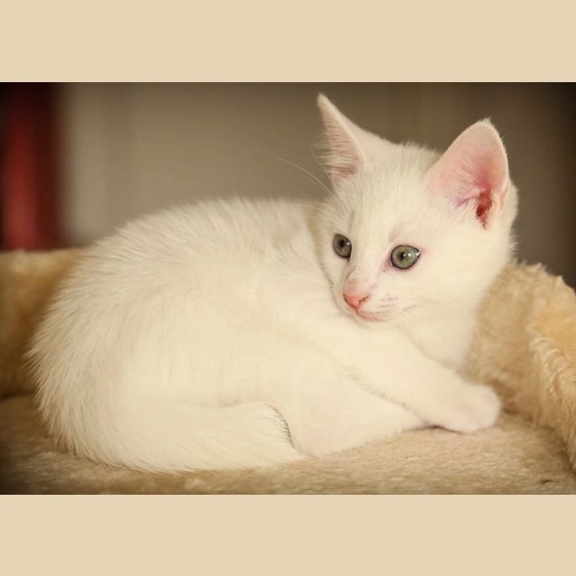 Photo of Casper 