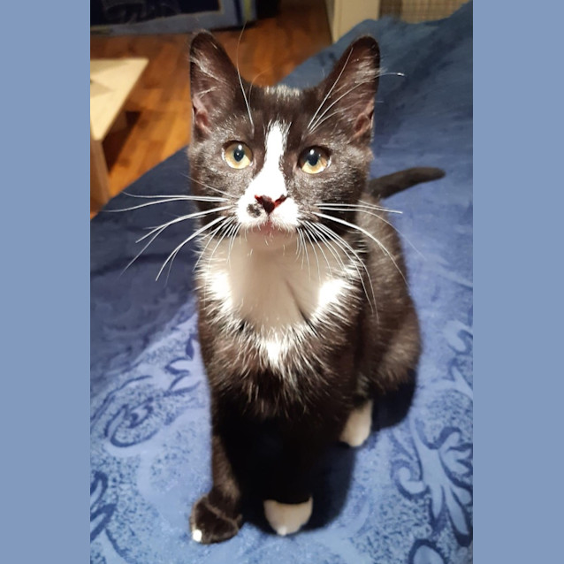 Photo of Jessie (Petstock)