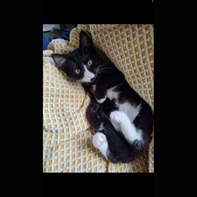 Photo of Black And White Boy