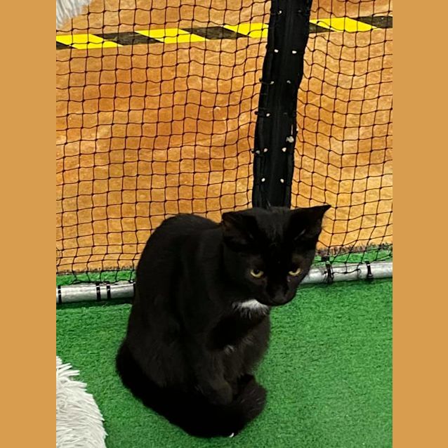 Photo of Peanut