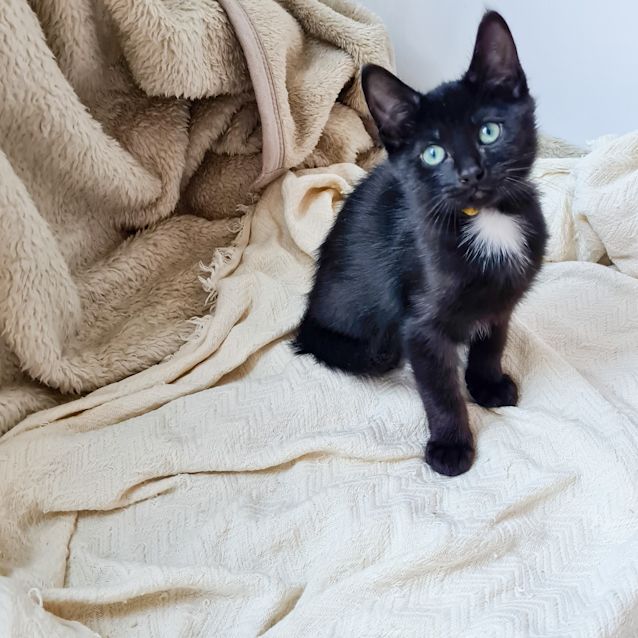 Photo of Onyx