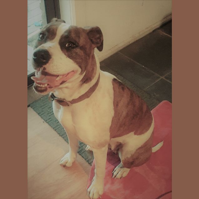 Photo of Bindi   Sweet Natured Girl