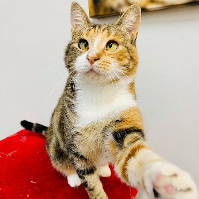 Photo of Lotus   Located In Preston 