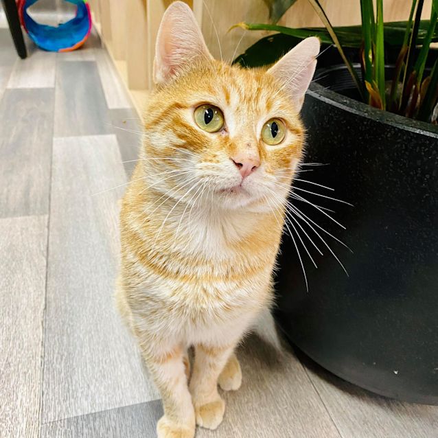 Photo of Maxwell    Located In Brunswick East