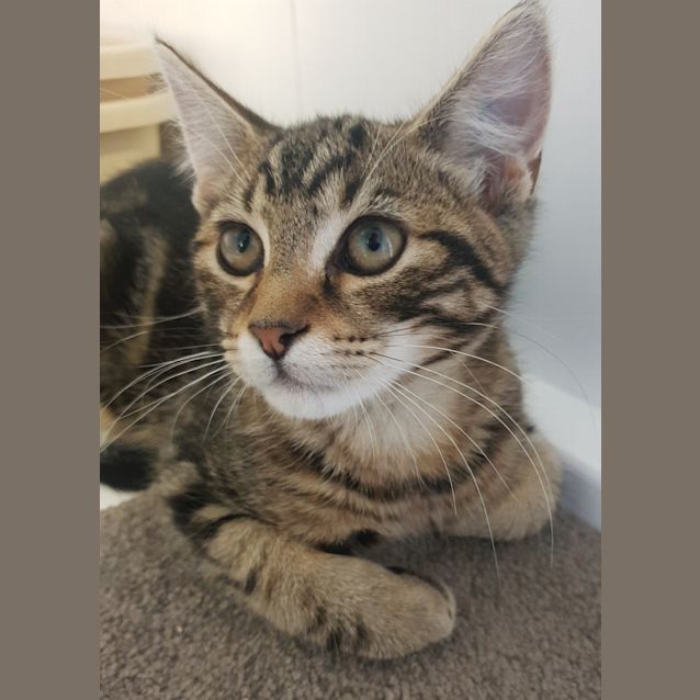 Photo of Banjo