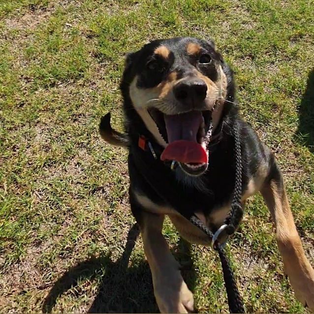 Photo of Kora Dl2632