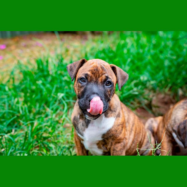 Photo of Eli ~ Staffy X (On Trial 8/06/21)
