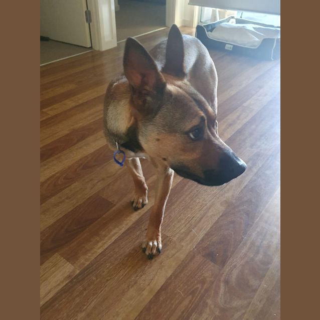 Photo of Rosie ~ 1yr Old Cattle Dog X(on Trial 5/4/21)