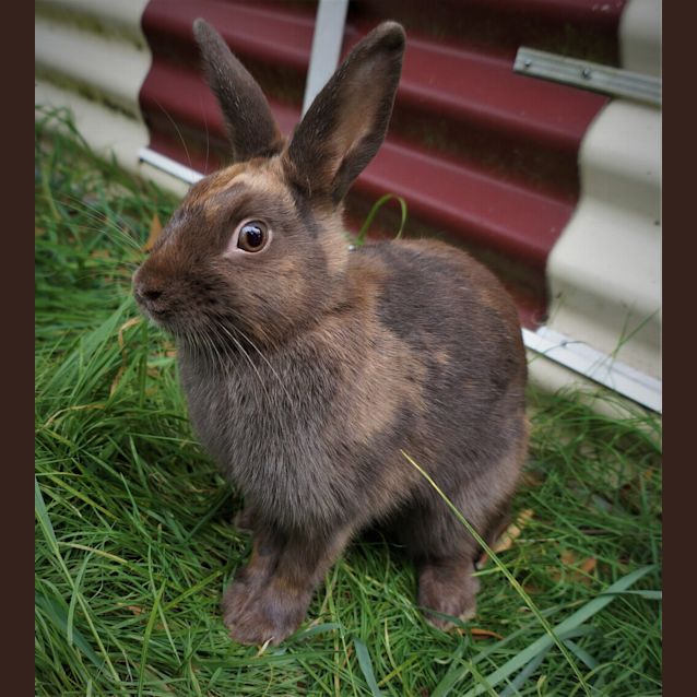 Photo of Halle Bunny