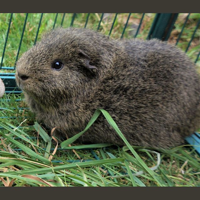 Photo of Scrufty