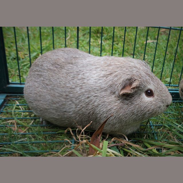 Photo of Gandalf