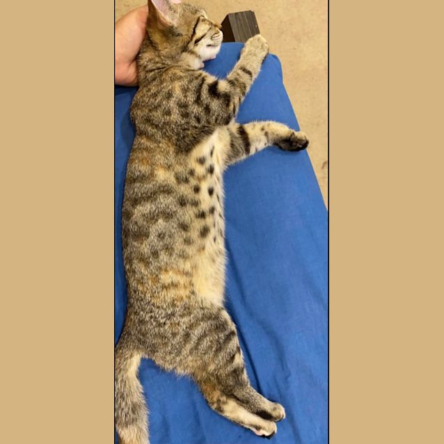 Photo of Bissy 