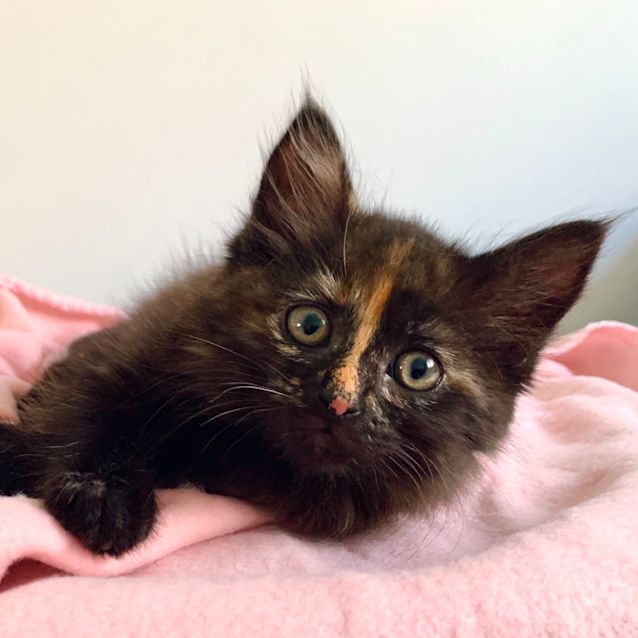 Photo of Molly Mae 🌼