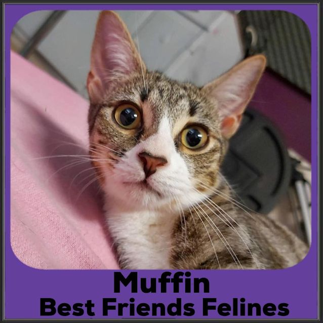 Photo of Muffin 