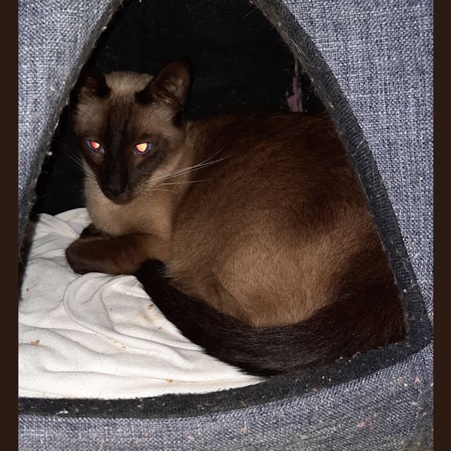 Photo of Merlin