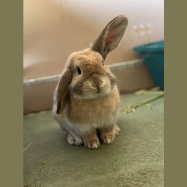 Photo of Boomer 