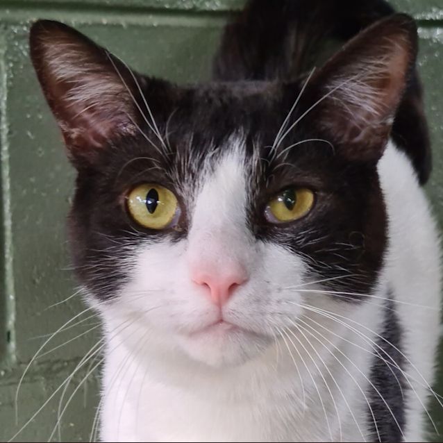 Photo of Opie