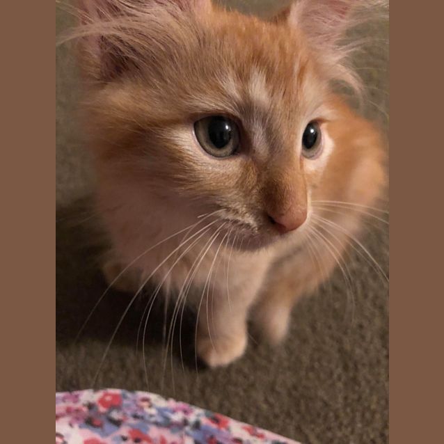 Photo of Crinkle And Crackle