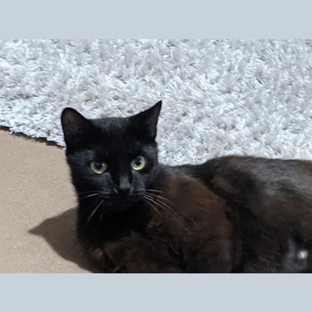 Photo of Astoria (Stori)