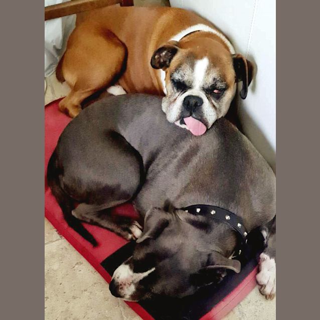 Photo of Max And Bella