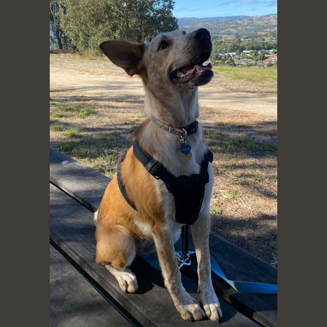 Photo of Daisy