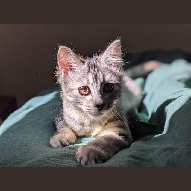 Photo of Maisie   Located In Rosanna