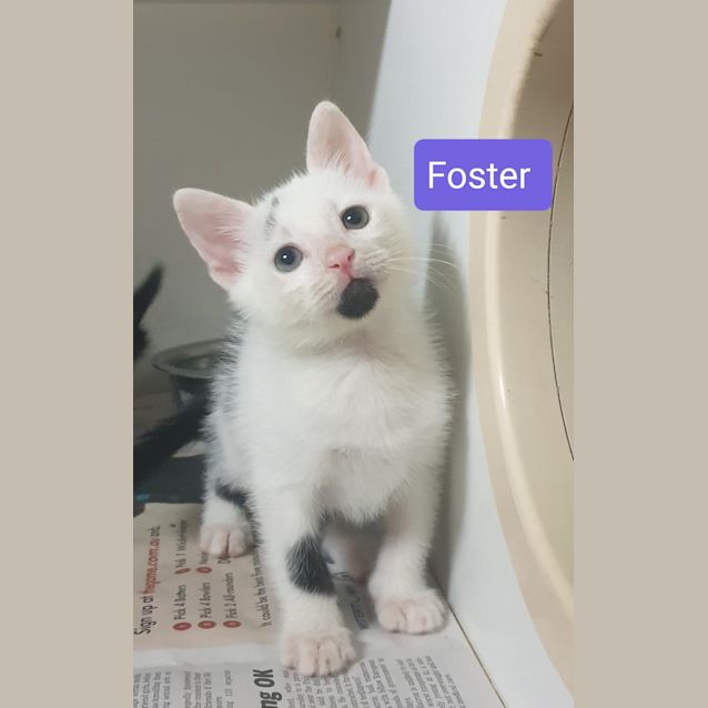 Photo of Foster