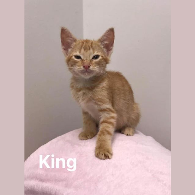 Photo of King