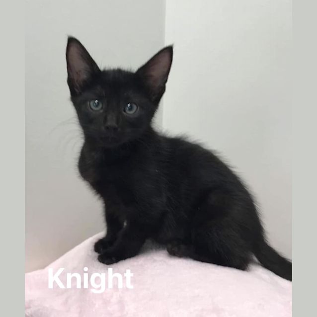 Photo of Knight