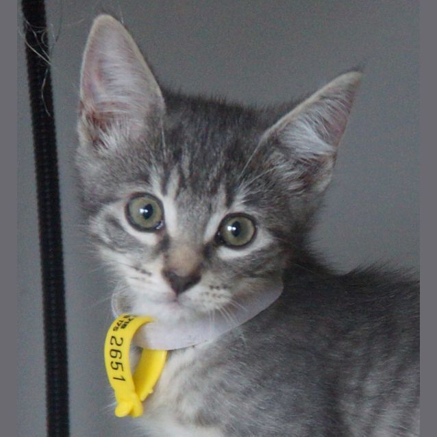 Photo of Peanut