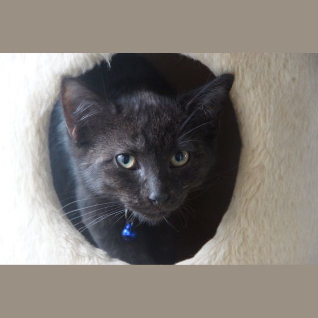 Photo of Marlin