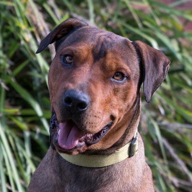 Photo of Gunner 