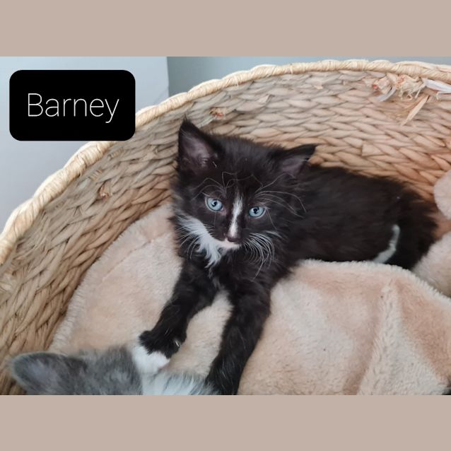 Photo of Barney