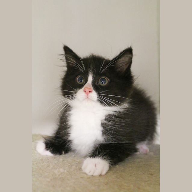Photo of Celeste