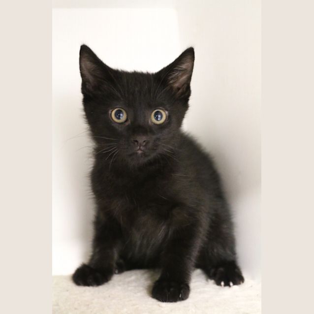 Photo of Otis
