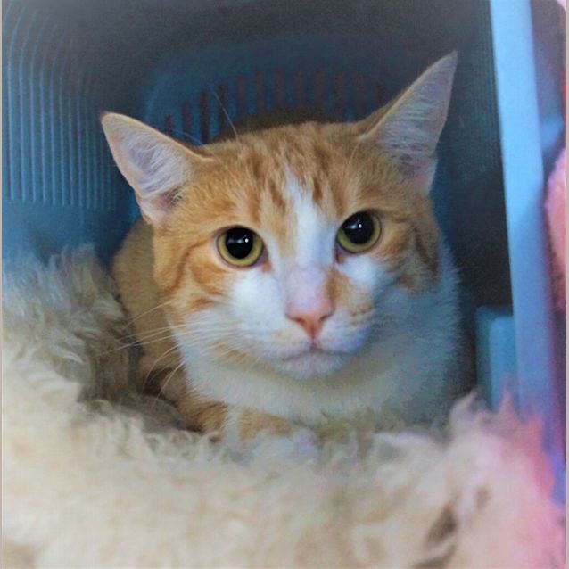 Photo of Thomas