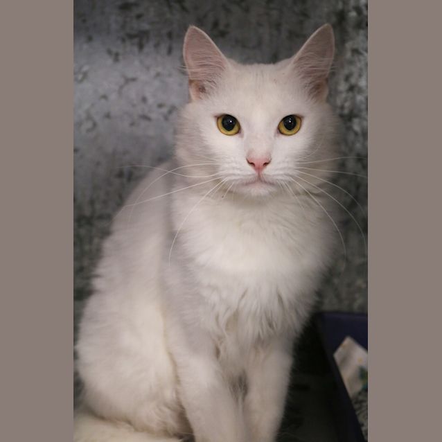 Photo of Mewtwo
