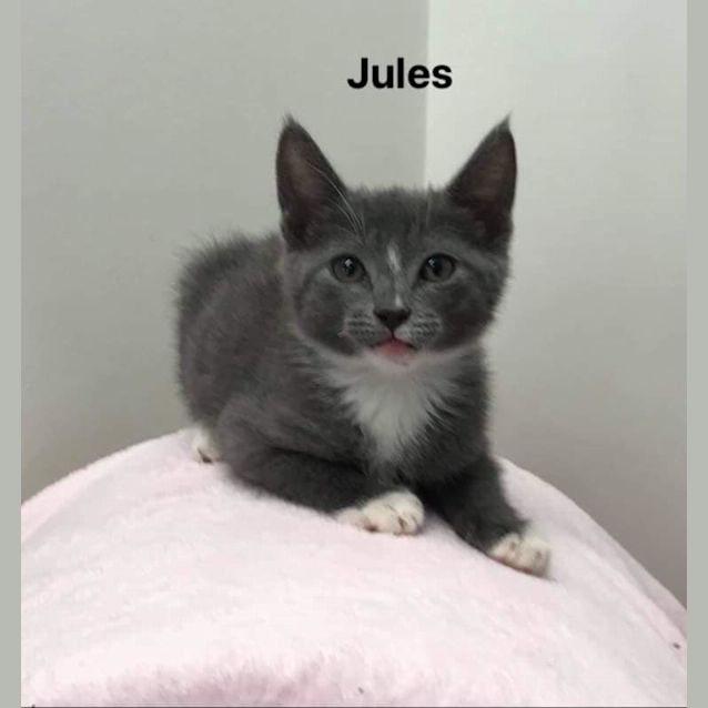 Photo of Jules