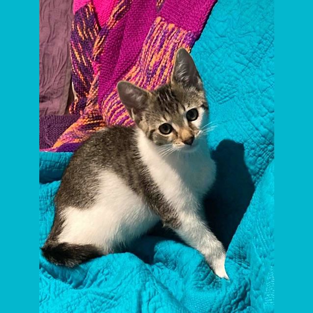 Photo of Toffee