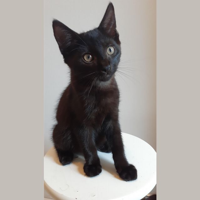 Photo of Alfred