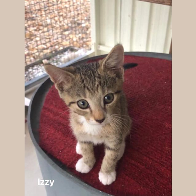 Photo of Izzy