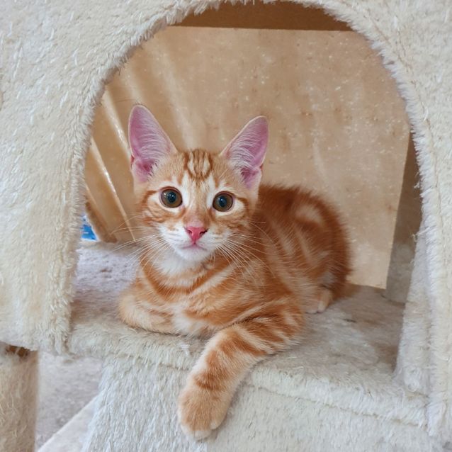 Photo of Small Piece Of Food (Niblet)